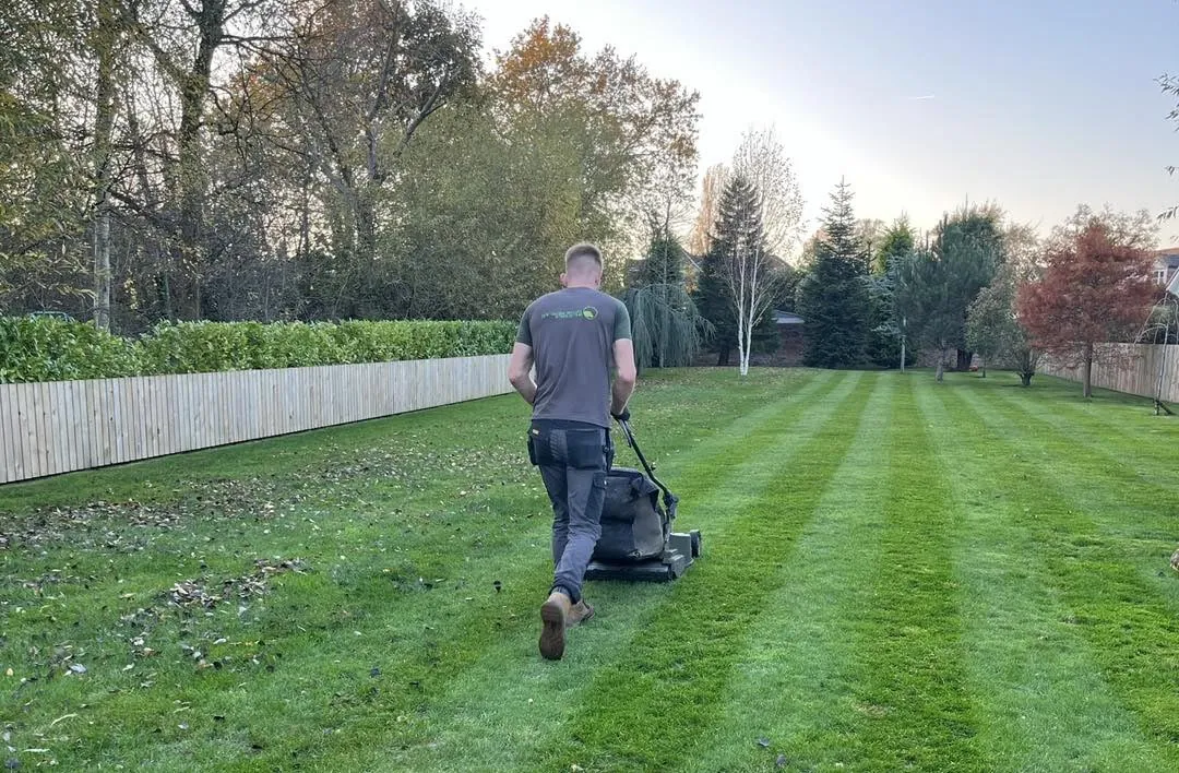 Freshly striped domestic lawn after cutting