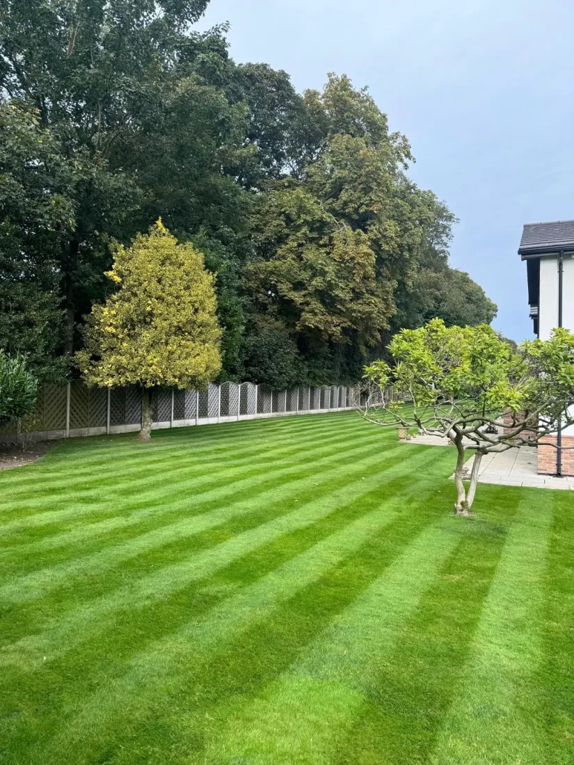 Freshly striped lawn bordered by mature trees