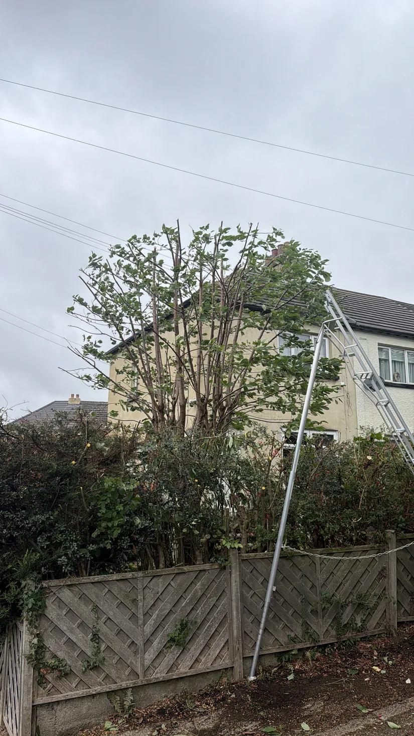 Reducing a garden tree from a ladder beside a timber fence