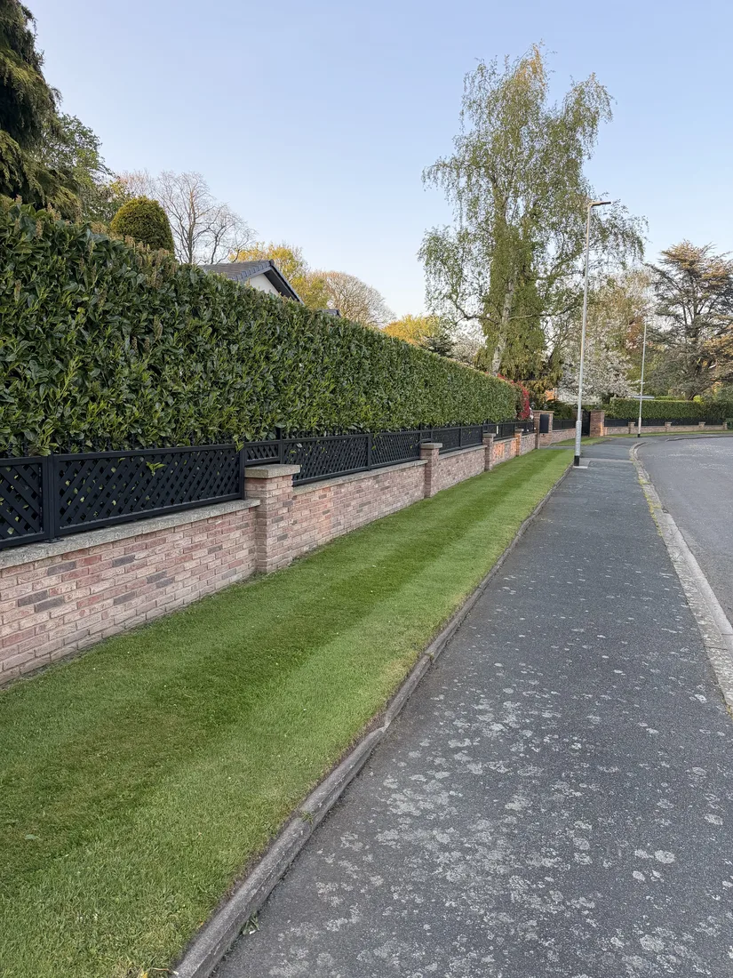 Long conifer hedge trimmed to a level finish above a brick boundary wall